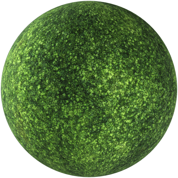 Moss Forest Green 02