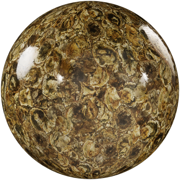 Quartzite Stone Polished Petrified Wood 01